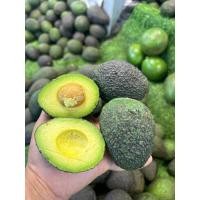 ราคา ราชาอโวคาโด้ต้นกล้าพันธ์Hassนิวซีแลนด์ ลูก#ลูกละ 80บาท✅ แฮส นิวซีแลนด์ ราชาอะโวคาโด้ เหนียว มัน อร่อย มาก (27959248835)