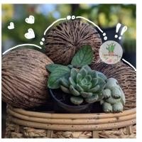 ราคา ลูกตีนเป็ดขัดแห้ง พรอบถ่ายรูป ใช้ประดับหรือปลูกต้นไม้ (8262551792)