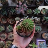 ราคา อิชินอปซิส (Echinopsis) "กระถาง 3 นิ้ว" (290844599)