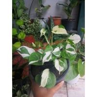 ราคา พลูด่างงาช้าง หรือ พูลด่างอินเดีย กระถาง 4" (8582828372)