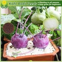 ราคา COD กะหล่ำปมสีม่วง กะหล่ำปมสีเขียว โคราบี บรรจุ 200 เมล็ด Green & Purple Kohlrabi Seed CODผัก CODพืช ผักสวนครัว (47904811216)