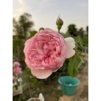 ราคา กุหลาบเลื้อยดอกสีชมพู กลิ่นหอม (12256227840)