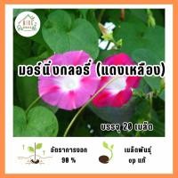 ราคา มอร์นิ่งกลอรี่ (แดงเหลือง) 20 เมล็ด (42251103047)