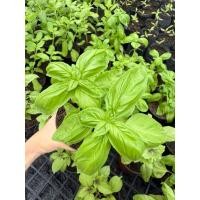 ราคา โหระพา อิตาเลี่ยน Italian Basil กระถาง 4 นิ้ว พุ่มใหญ่ นำไปตัดทานได้ (27289196956)