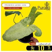 ราคา ฟิโลเดนดรอน พาไรโซ่ เวอร์เด้ Philodendron Paraiso Verde มีลายด่างทั้งใบ #philodendron (11445498393)