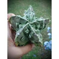 ราคา Astrophytum myriostigma fukuryu ไม้เมล็ด (43117480924)