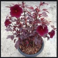 ราคา ขาย ต้นชบาเมเปิ้ล ใบคล้ายเมเปิ้ล ดอกคล้ายชบา ส่งพร้อมกระถาง 11 นิ้ว (5046097752)