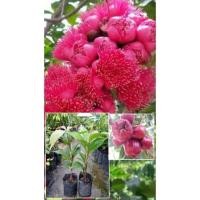 ราคา จำหน่ายต้นชมพู่มะเหมี่ยว (12407435374)