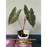ราคา Alocasia Black Satun บอนดำสตูล (10729594649)