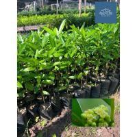 ราคา ต้นมั่งมี ต้นเฉียงพร้านางแอ ปลูกให้ร่มเงา มั่งมีเงินทอง สูง 15 cm ขึ้นไป เสียหายเคลมฟรี (24576421104)