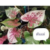 ราคา บอนสีบอนด่างเพชร7สีเบบี้***บอนด่างไม่ต้องลุ้นด่างเพราะด่างแล้ว (17969616409)