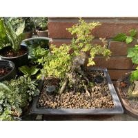 ราคา ต้นเกร็ดปลาหมอ#บอนไซ (7280106580)