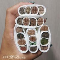 ราคา ไลทอป Lithops คละสายพันธุ์ เซ็ต 4 ต้น ❌กบหมด (1.3-1.5 cm.) ซื้อ 10 แถม 1 (9136584654)