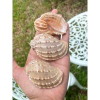 ราคา 1 ตัว เปลือกหอยมะเฟืองตัวเล็ก 5-6cm เปลือกหอยแท้ธรรมชาติ(ราคาต่อ1ตัว) (41556336943)