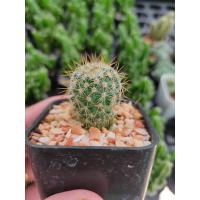 ราคา กระบองเพชร แคคตัส (Cactus) (Mammillaria Columbian) (5902385843)