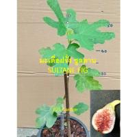 ราคา ต้นมะเดื่อฝรั่ง พันธุ์ ซูนตาล Sultane จากฝรั่งเศส มะเดื่อฝรั่งผลสีดำ กระถาง 8 นิ้ว (41205211248)