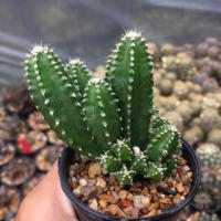 ราคา คอนโดนางฟ้า กระถาง 2.5 นิ้ว (2356477633)