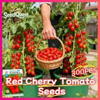 ราคา เมล็ดพันธุ์ มะเขือเทศเชอรี่ บรรจุ 300 เมล็ด Red Cherry Tomato Seeds Vegetable Seeds for (52054821530)