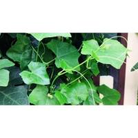 ราคา เมล็ดพันธุ์ตำลึงออแกนิก (8538380303)