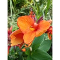 ราคา พุทธรักษาแคระดอกสีส้มเข้มตัดสด ปลูกง่ายโตเร็วดอกดก (25527677917)