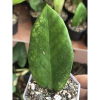 ราคา กวักมรกตยอดทองด่างชำใบ (9986596519)