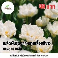ราคา เมล็ดพันธุ์ ดอกกุหลาบเลื้อยสีขาว บรรจุ 50 เมล็ด (40123814753)