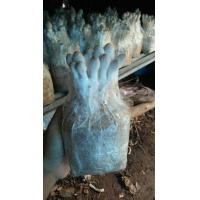 ราคา ก้อนเห็ดโคนน้อยชุด 25 ก้อน 180 บาท (2138969687)