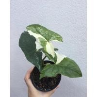 ราคา เงินไหลมาด่าง ต้นเงินไหลมา ต้นเงินไหลมาด่าง เงินไหล เงินไหลมา เงินไหลมาด่างขาว ต้นเงินไหลมาด่างขาว (17963791101)