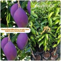 ราคา ต้นมะม่วงน้ำดอกไม้สีม่วงกิ่งทาบ ขนาด80-100cm พันธุ์แท้​จากสวน รับประกันสายพันธุ์ (3270850957)