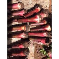 ราคา กล้วยนากแดง หน่อกล้วยนากเเดง (20706803242)