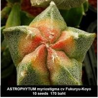 ราคา ASTROPHYTUM myriostigma cv Fukuryu-Koyo 10 seeds 170 baht (878318791)