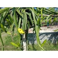 ราคา กิ่งพันธ์แก้วมังกรเหลืองอิสราเอล (41811836673)