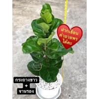 ราคา ไทรใบสักแคระพร้อมกระถาง+จานรอง (11604487112)