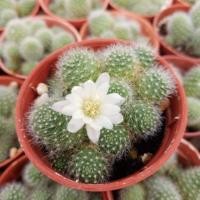 ราคา (ใส่โค้ดMAID317 ลดเพิ่ม 15%)แคคตัสรีบูเทีย ดอกขาว (2406087504)