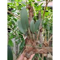 ราคา กล้วยไม้ เอื้องผึ้งดอกสีเหลือง พร้อมไม้แขวน (43953260916)