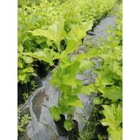 ราคา ต้นมัลเบอรี่ หม่อนเบอรี่ (ชุด3ต้น) (40222290741)