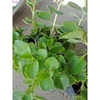 ราคา ต้นหูเสือหอมด่วนหลวงพร้อมปลูก3ต้น70บาท (6884935810)