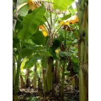 ราคา หน่อกล้วยน้ำว้ายักษ์ (ยักษ์ใหญ่) (พันธ์แท้ต้องที่นี่)กล้วยน้ำว้าพระเทพ กล้วยน้ำว้าพระราชทาน ( 1 หน่อ) จากสวนราชินี (20416799538)