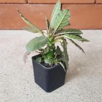 ราคา มะพร้าวทะเลทราย ดอสทีเนีย พร้อมกระถาง (ไม้จริง) (3244317477)