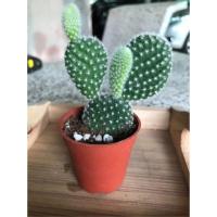 ราคา Cactus ต้นแคคตัส กระบองเพชร โอพันเทียหูกระต่าย หูมิ๊กกี้เมาท์ (2321128457)