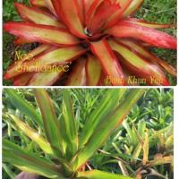 ราคา หน่อ-สับปะรดสี#bromeliad# Neo Shelldance #ต้นไม้สวยงาม# ไม้ประดับ# ตกแต่งบ้าน#bromeliad# ไม้ประดับ# ไม้มงคล# ขายถูก (4939057262)