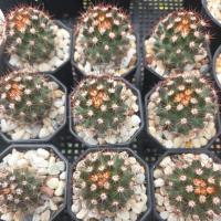 ราคา แมมหนามพิกุล กระถาง2นิ้ว (41513565027)