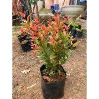 ราคา ต้นคริสติน่า ต้นไม้ทำแนวรั้ว (26881782768)