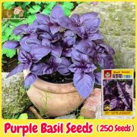 ราคา เมล็ดพันธุ์ โหระพา สีม่วง โหระพาอิตาเลี่ยน 250 เมล็ด Purple Italian Basil Plant Seeds ผักสลัด ผักสวนครัว ผักออร์แกนิก (45205480669)