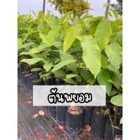 ราคา ต้นพะยอม ต้นไม้มงคล ไม้ยืนต้น ต้นพยอม (15789980086)