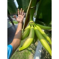 ราคา ตาหน่อกล้วยหอมงาช้าง สายพันธุ์แท้ (29884863930)