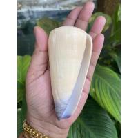 ราคา เปลือกหอยสะสม เต้าปูนปากม่วง เปลือกหอยหายาก ขนาด9-10 CM (5776660924)