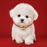 ราคา สร้อยคอแมว สุนัขล็อคชีวิตยาวโชคดีปรับปกจี้น่ารักล็อคชีวิตยาวปลอกคอสุนัขสร้อยคอแมวสุนัขล็อคชีวิตโชคดีปรับปกน่ารักจี้ยาวชีวิตล็อคปลอกคอสุนัข (53052720781)