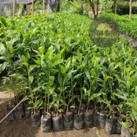 ราคา ต้นกระถินเทพา ไม้โตเร็ว ต้นสวย แข็งแรง (25226149577)