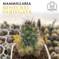 ราคา Mammillaria beneckei variegata แมมหนามตะขอด่าง (26004331441)